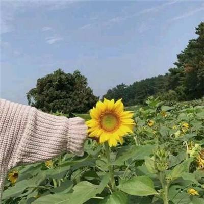 b站服战场双马尾下载
