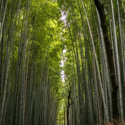 纪元1800手机版(暂未上线)v1.0.0 安卓版